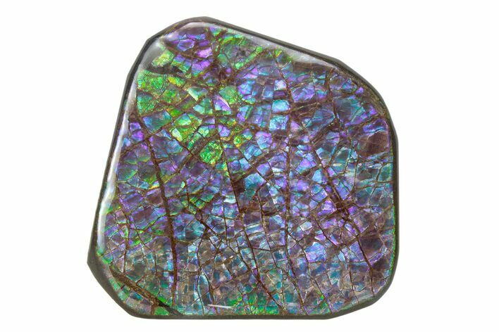 Flashy Ammolite (Fossil Ammonite Shell) - Greens & Purples #378465